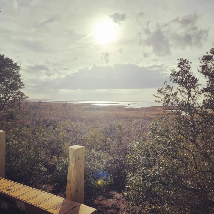 Tree Service in Southern Shores